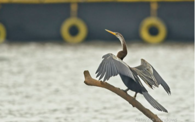 طائر القاذف الأفريقي – الغواص البارع!