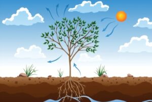 معادلة عملية البناء الضوئي