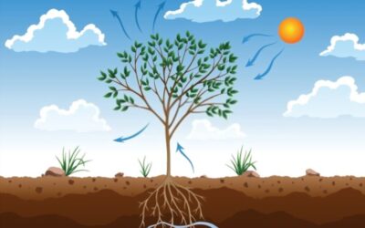 معادلة عملية البناء الضوئي