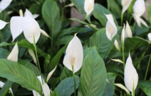 زنبق السلام