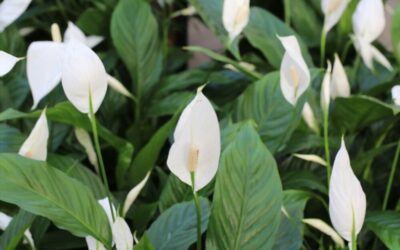 العناية بنبات زنبق السلام