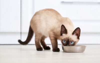 دليلك الشامل لاختيار طعام القطط المناسب