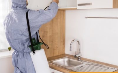 طريقة مكافحة الفئران في المنزل