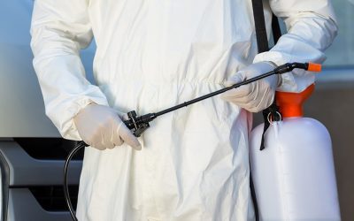 أهمية مكافحة الحشرات في المنازل والأماكن العامة بالرياض