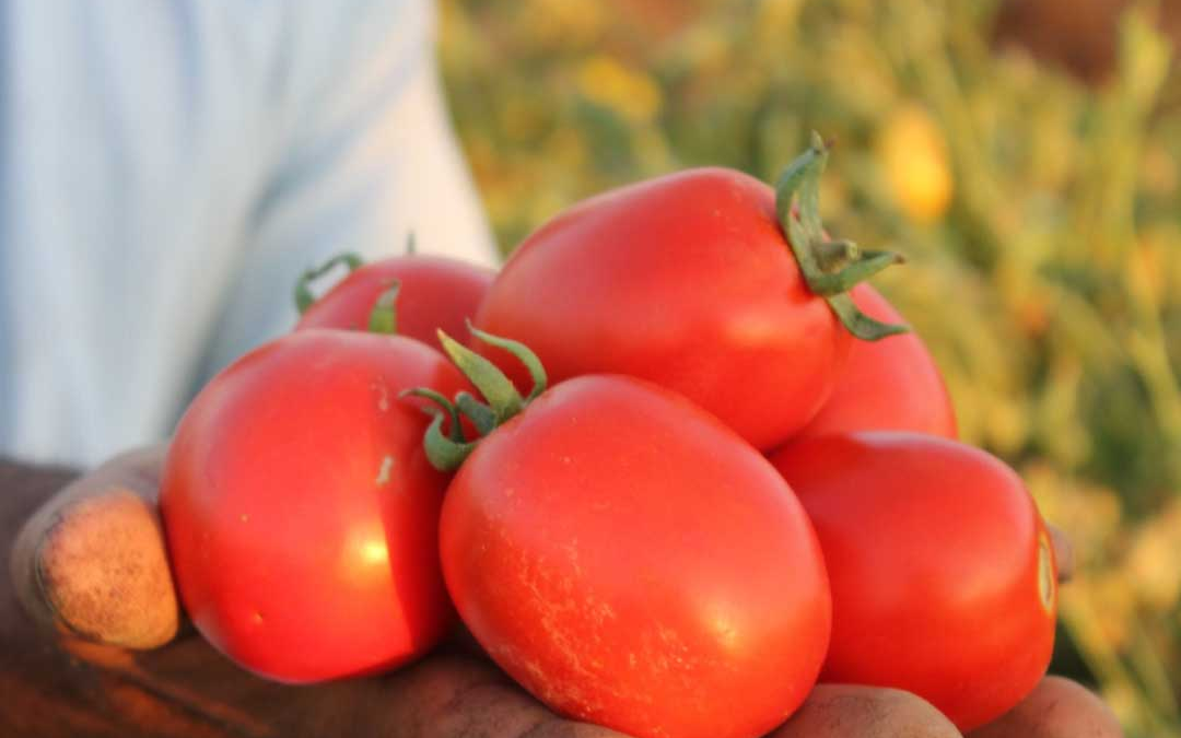 دليل سريع: شراء بذور اون لاين مصر بأمان وبأفضل سعر