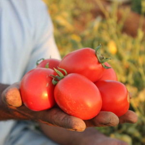 دليل سريع: شراء بذور اون لاين مصر بأمان وبأفضل سعر