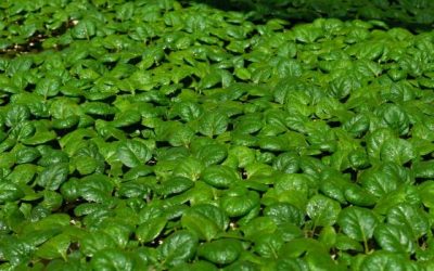 دليل شراء بذور الخضروات أون لاين في مصر — كيف تختار الصنف الصح وتضمن موسم ناجح؟